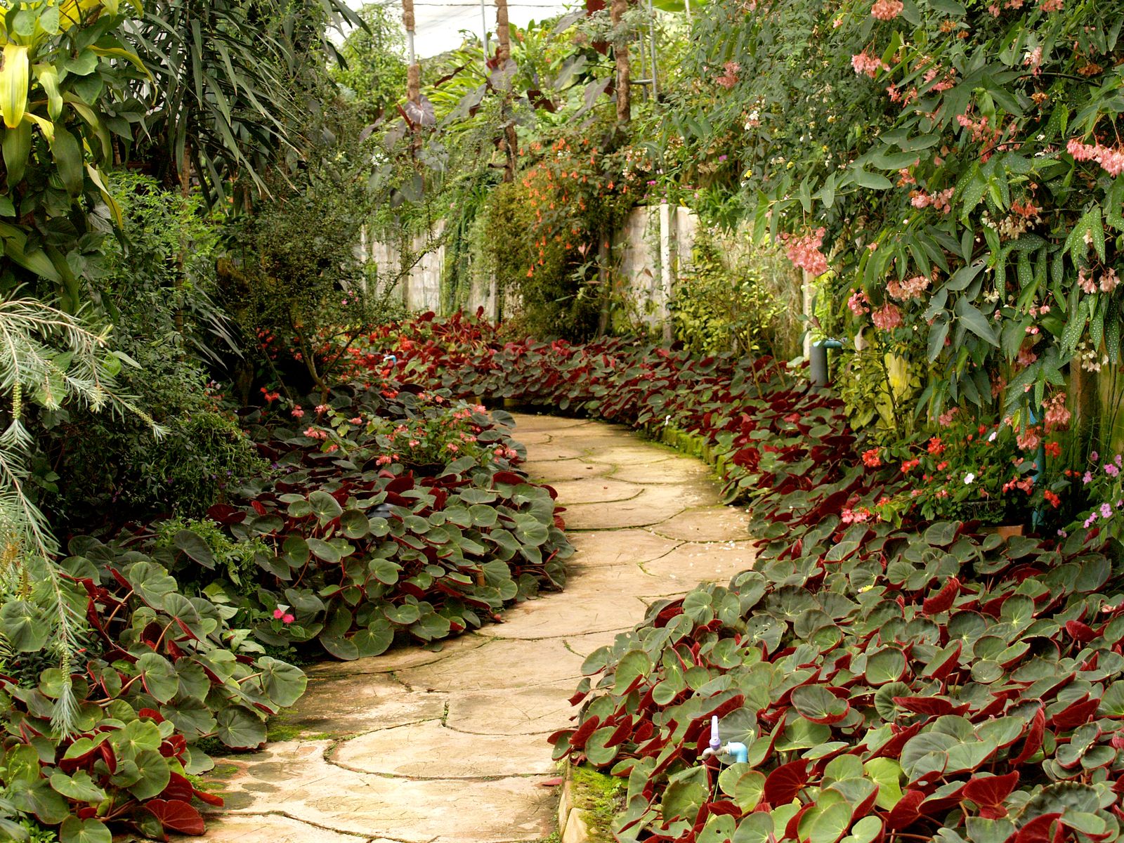 Curved stone path winding through a layered ornamental garden with an irrigation sprinkler